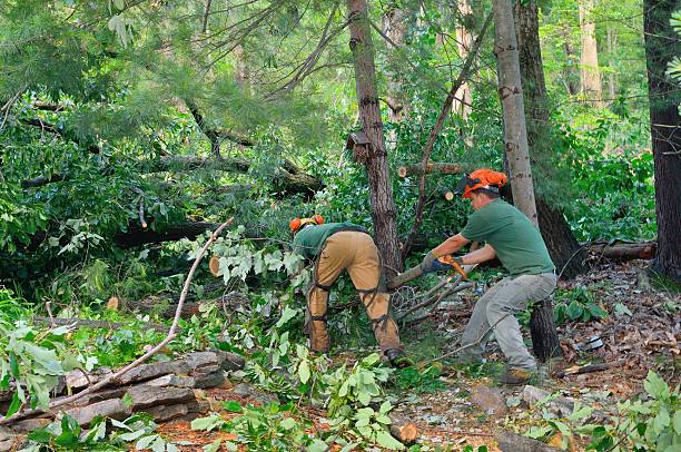 Best Tree Cutting Near Me  in Fletcher, OK